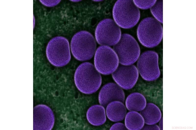 Arsenic-Driven Life: How Early Earth Microbes Thrived Without Oxygen