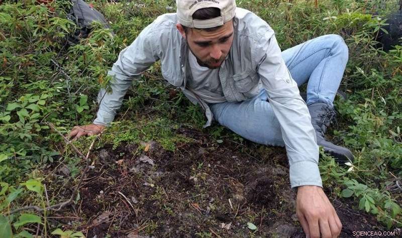 Wildfires and Logging Disrupt Crucial Fungi Supporting Pine Forest Survival, New Studies Reveal