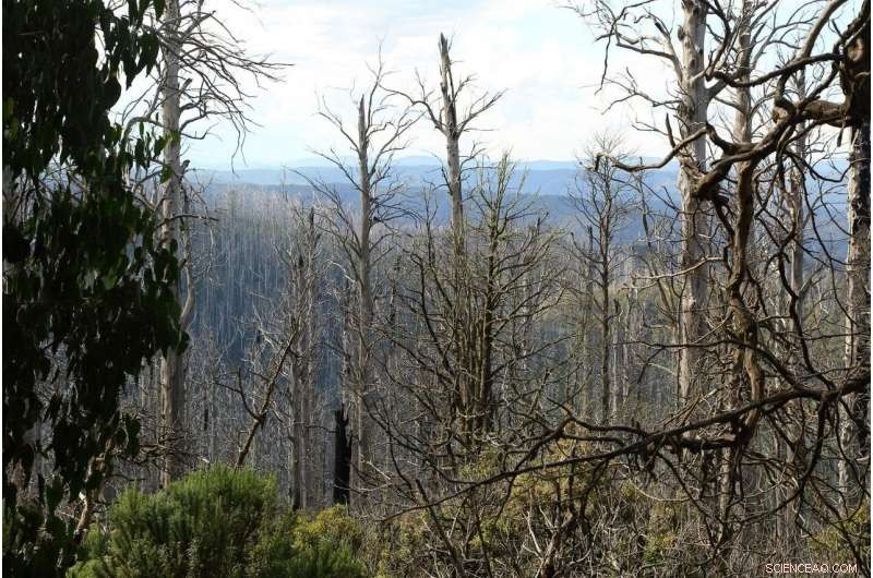 Stop Logging After Forest Disturbances to Protect Biodiversity