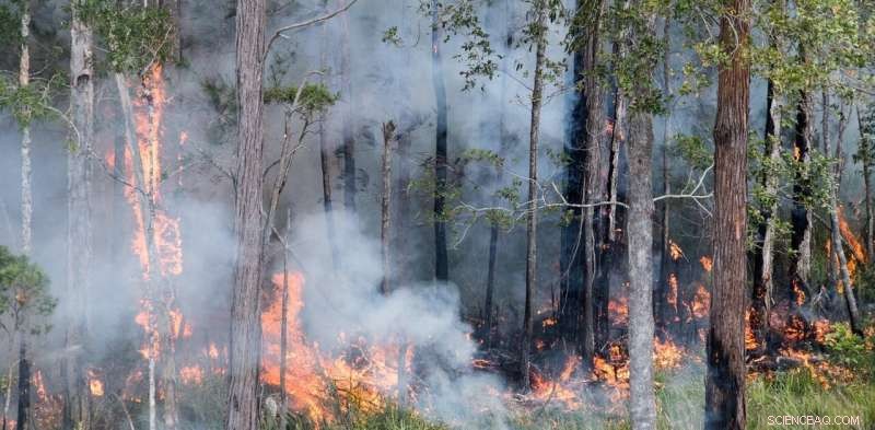 Bushfires Unleash Decades of Stored Pollutants From Forests