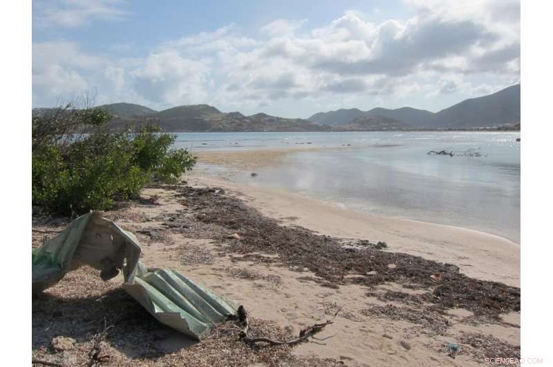 Caribbean Islands at Risk: Seagrass Decline Threatens Coastal Protection and Biodiversity