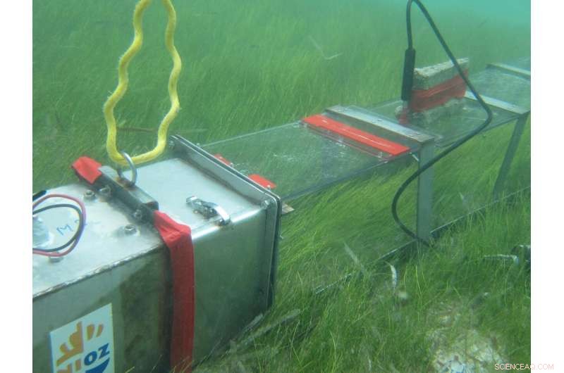 Caribbean Islands at Risk: Seagrass Decline Threatens Coastal Protection and Biodiversity