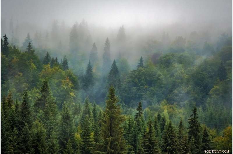 New Study Reveals Significant Climate Benefits of Natural Forest Regeneration