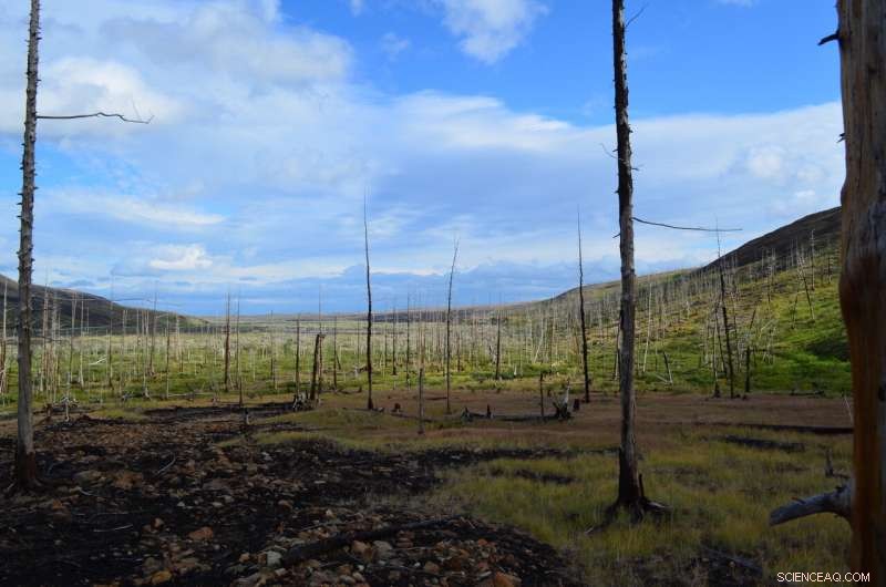 Arctic Tree Rings Reveal Pollution Levels Far Exceeding Prior Estimates