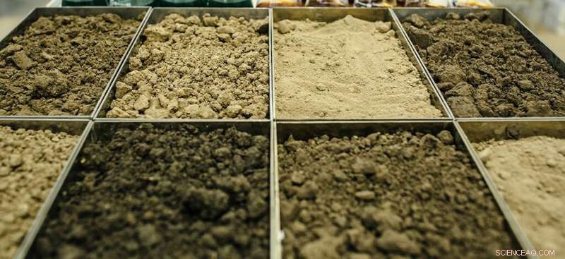 Study Confirms Soil as a Key Driver of Carbon Sequestration