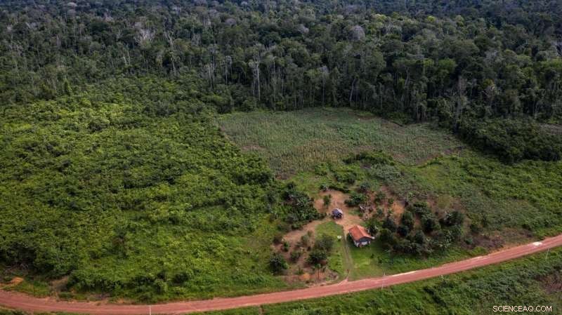 Amazon Forest Recovery Absorbs Far Less CO₂ than Deforestation Emissions