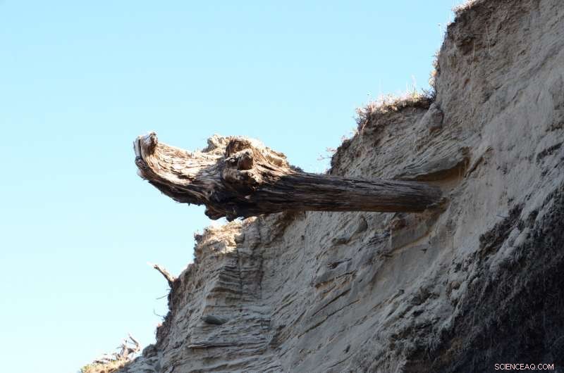 How Volcanic Eruptions Shaped 2,000 Years of Global History: Insights from Tree Rings