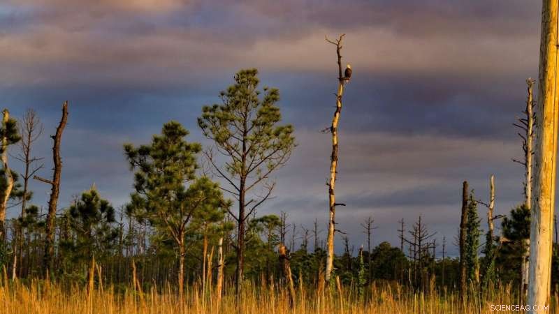 New Study Links Expanding Ghost Forests on NC Coast to Climate Change