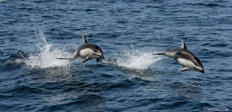 Stable Oceans Reduce Marine Productivity and Carbon Sequestration