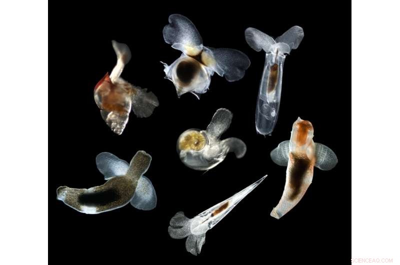 Resilient Sentinels: Marine Species That Survived Earth’s Last Mass Extinction