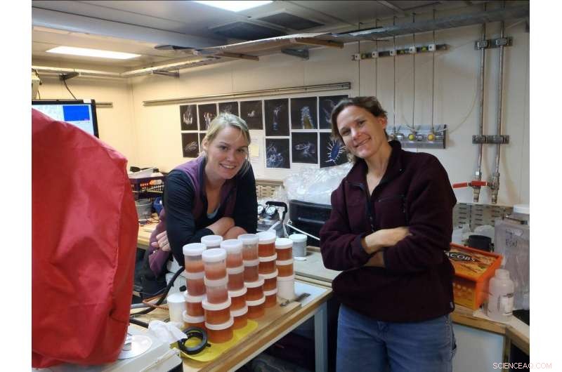 Resilient Sentinels: Marine Species That Survived Earth’s Last Mass Extinction