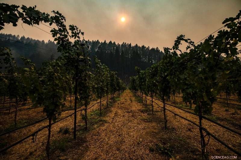 Napa Valley Wildfires Escalate: Residents Evacuated, Region at Risk