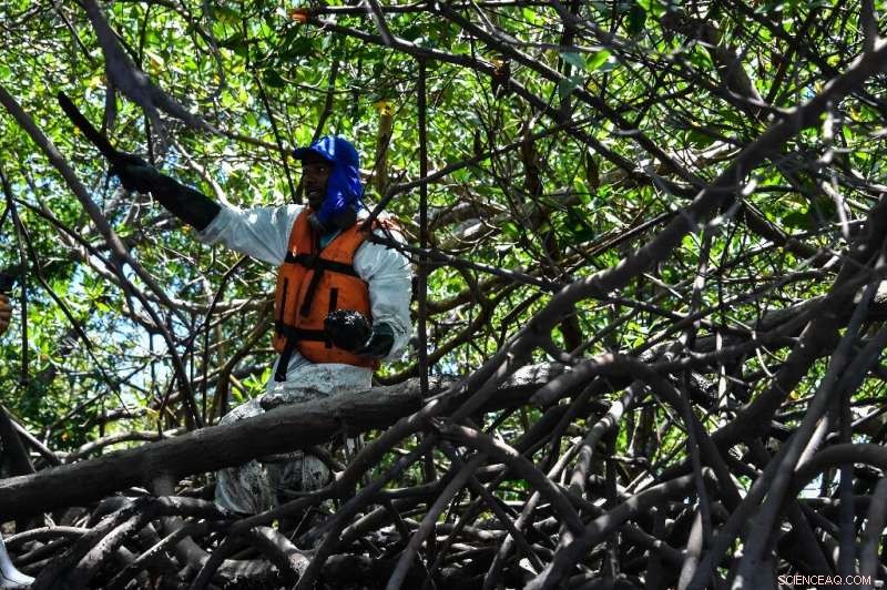 Brazilian Court Blocks Bolsonaro s Attempt to Strip Mangrove Protections