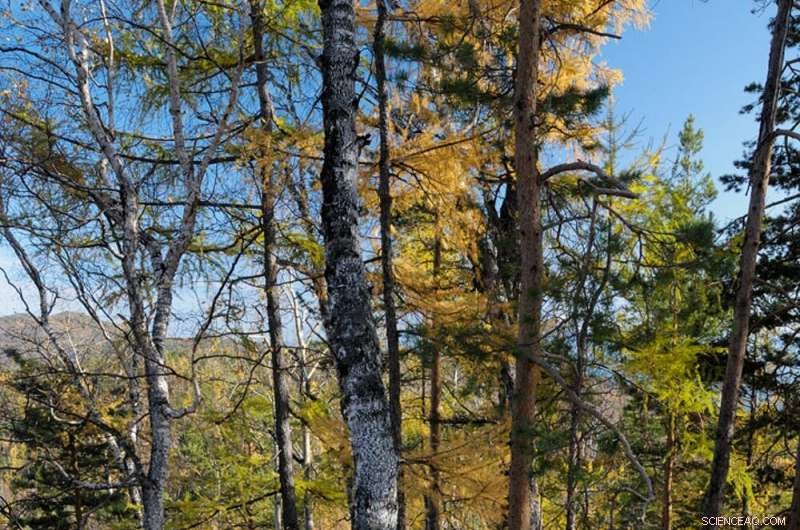 Arctic Warmth Not Seen in 3 Million Years Signals Global Climate Shift