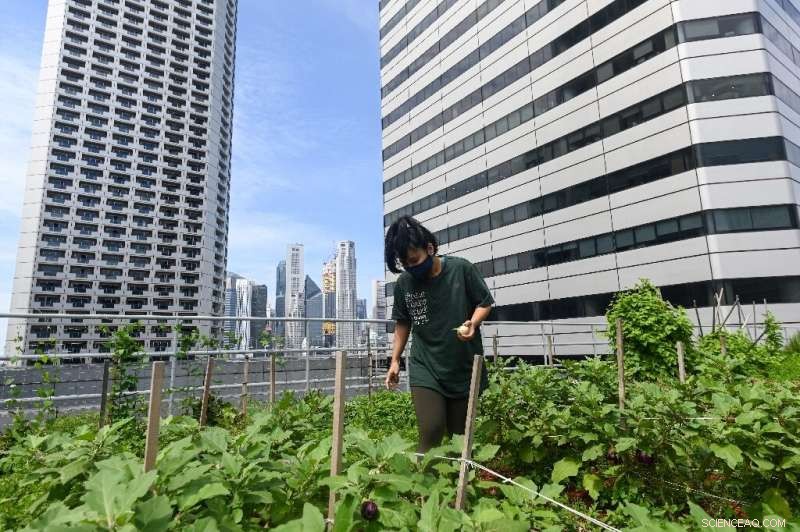 Rooftop Farming Takes Off in Singapore: Green Shoots Above the City