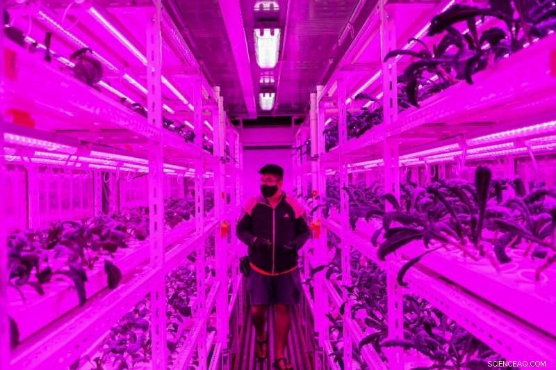 Rooftop Farming Takes Off in Singapore: Green Shoots Above the City