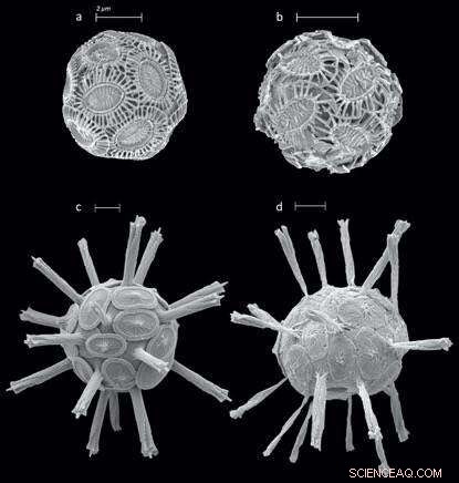 Impact of Ocean Warming and Acidification on Calcareous Phytoplankton Communities