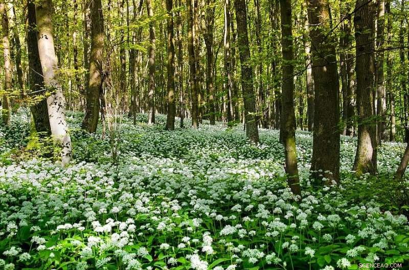 Forest Shade Shields Ecosystems from Nitrogen Pollution—But the Shield Is Fading