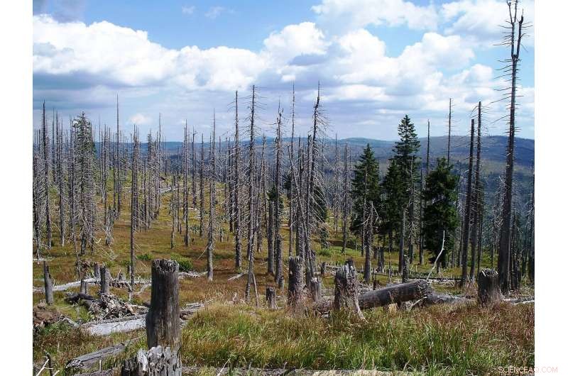 Forest Shade Shields Ecosystems from Nitrogen Pollution—But the Shield Is Fading