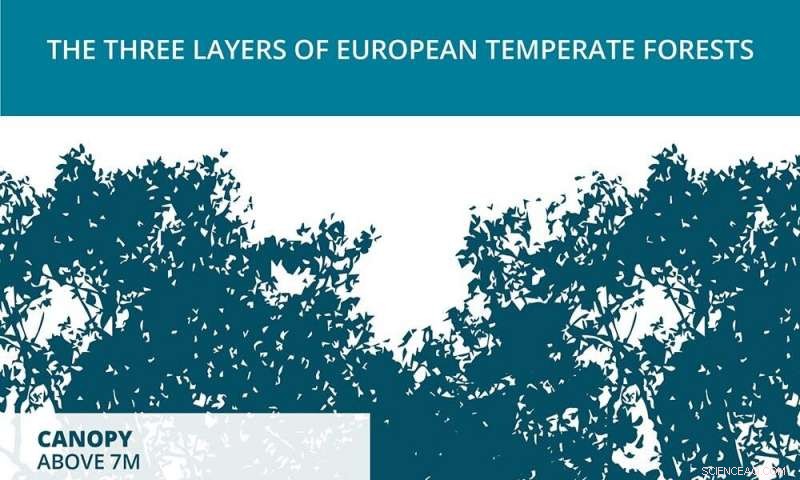 Forest Shade Shields Ecosystems from Nitrogen Pollution—But the Shield Is Fading