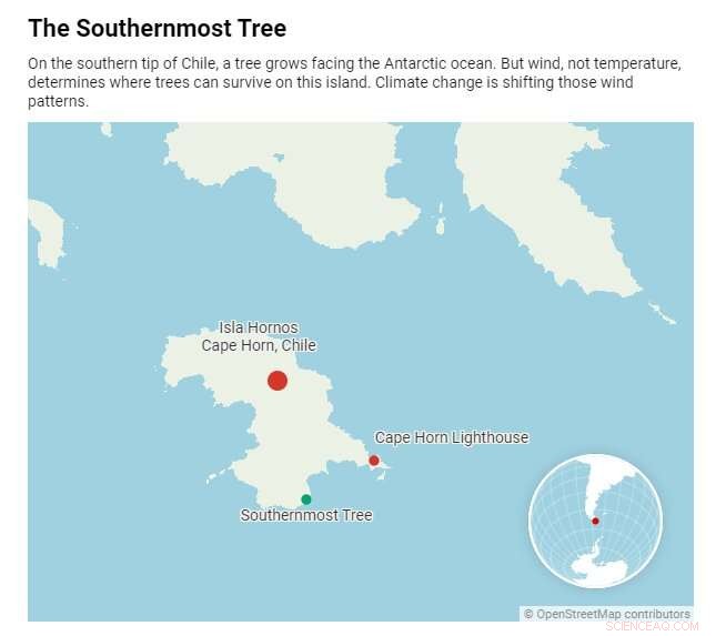 Southernmost Tree Thrives Amid Earth s Fiercest Winds as Climate Change Shifts Their Path