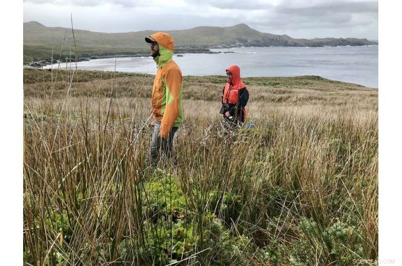 Southernmost Tree Thrives Amid Earth s Fiercest Winds as Climate Change Shifts Their Path