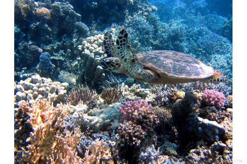 Scientists Discover Thriving Brain Corals in Biscayne Bay—A Potential Key to Reef Resilience