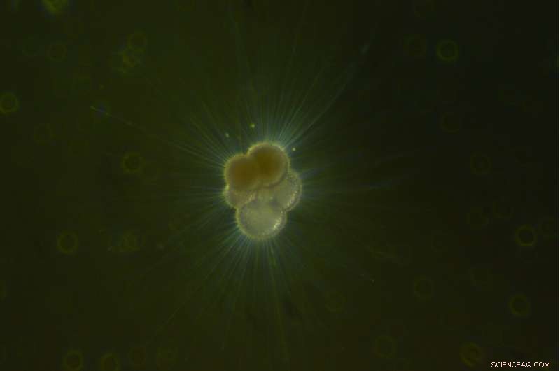 North Pacific Ice Discharges Triggered a Cascade of Climate Events in the Last Ice Age