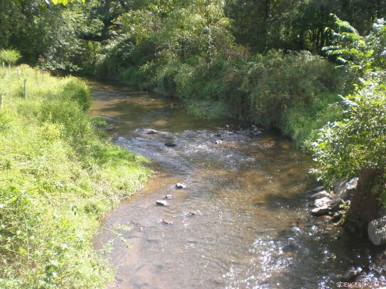How Harvesting Riparian Vegetation Affects Water Quality: Minimal Impact Revealed