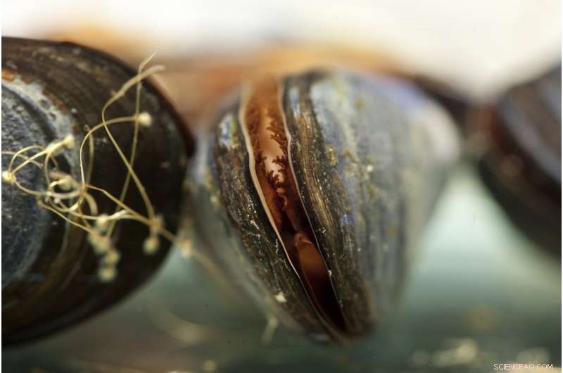 Laundry Lint Inflicts Serious Tissue Damage on Marine Mussels, New Study Finds