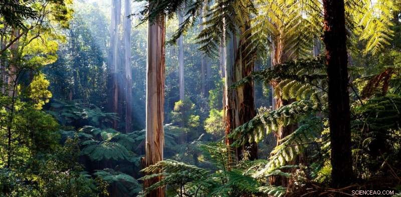Australia s Annual Tree Growth: 8 New Trees Each Year—Is It Enough to Combat Climate Change?