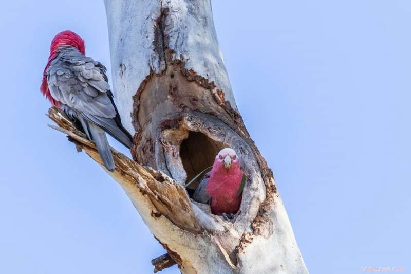 Australia s Annual Tree Growth: 8 New Trees Each Year—Is It Enough to Combat Climate Change?