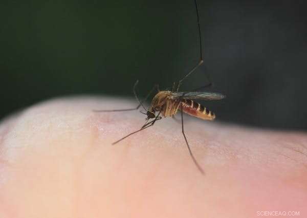 La Niña Forecasts a Wet Australian Summer – Implications for Mosquito Populations