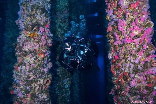 Should Old Offshore Oil Rigs Be Left in the Sea? Balancing Cost, Safety, and Environmental Impact