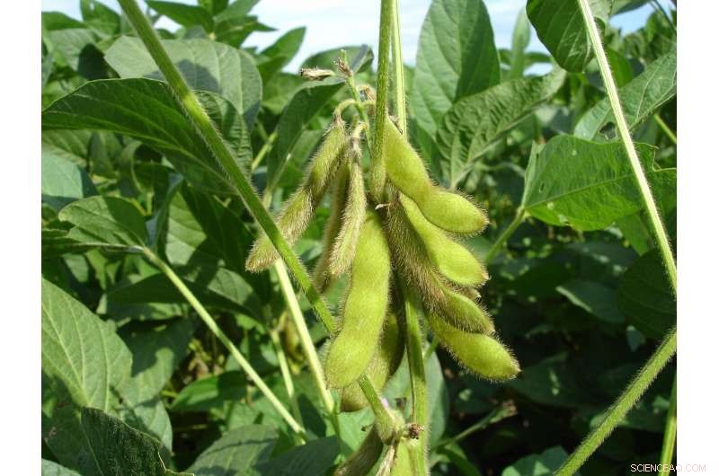 Research Shows Cover Crops Effectively Suppress Glyphosate-Resistant Horseweed