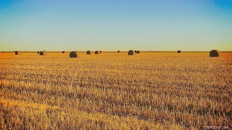 Severe Groundwater Depletion in US High Plains Threatens Grain Production Outlook