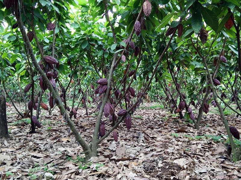 How to Cut Cadmium in Cacao: Proven Strategies for Safer Chocolate