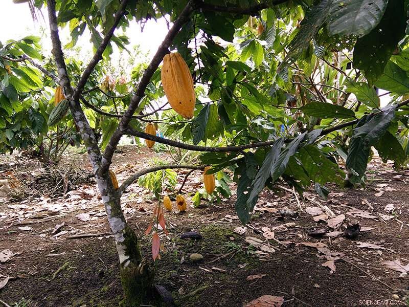 How to Cut Cadmium in Cacao: Proven Strategies for Safer Chocolate