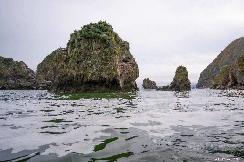 Scientists Confirm Massive Marine Die-Off Along Russia s Kamchatka Coast