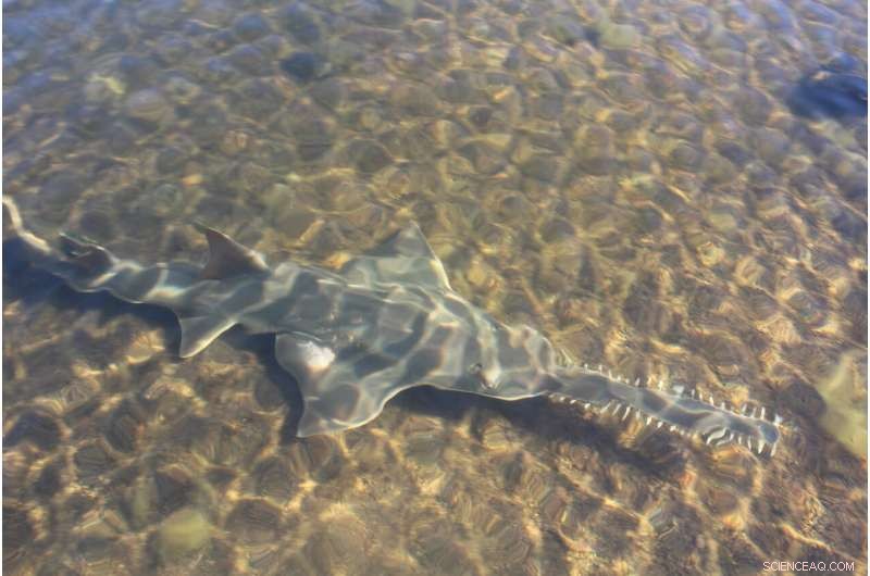 Critical Fitzroy River Flow Determines Survival of Endangered Freshwater Sawfish in Western Australia