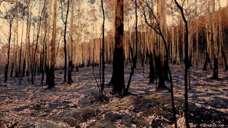 Forest Thinning Fails as Fire Defense, New Study Finds