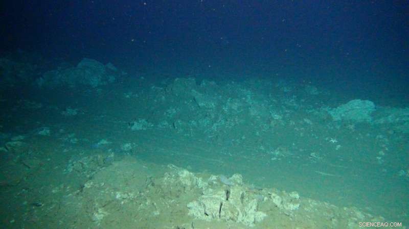Deep-Seabed Mining’s Lasting Impact on the Seafloor Food Web