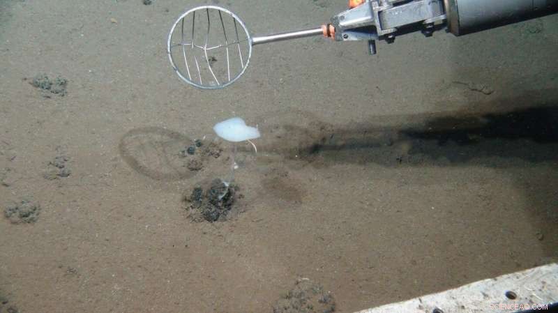 Deep-Seabed Mining’s Lasting Impact on the Seafloor Food Web