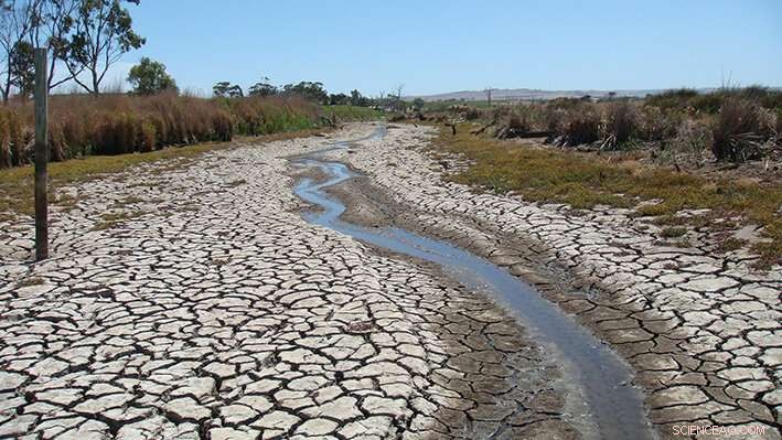 Global Wetlands Under Siege: How Drought Threatens Ecosystems