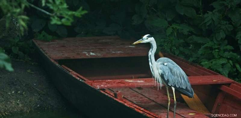 Long‑Banned Chemicals Still Threaten UK Rivers, Endangering Wildlife