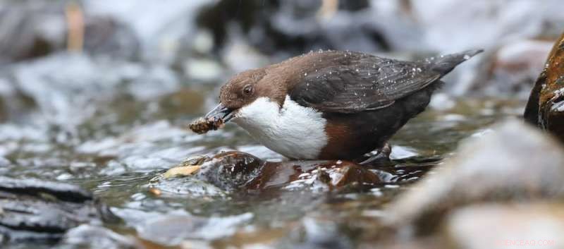 Long‑Banned Chemicals Still Threaten UK Rivers, Endangering Wildlife