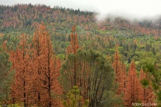 Scientists Examine the Impact of Repeated Droughts on Diverse Forest Ecosystems