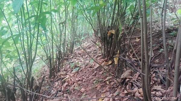 Promoting Rubber–Leguminous Agroforestry to Cut Greenhouse Gas Emissions in Xishuangbanna
