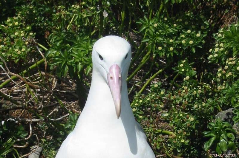 New Study Highlights Plastic Pollution Threats to South Pacific Seabirds