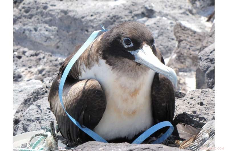 New Study Highlights Plastic Pollution Threats to South Pacific Seabirds